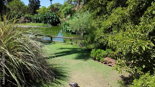 Patagonian Mara Wandering in a Lush Green Park by a Tranquil Lake