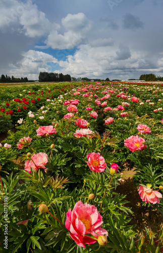 Fototapeta Naklejka Na Ścianę i Meble -  USA, Oregon, Salem. Growing peonies in field