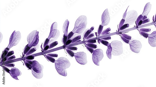   Close-up photo of a vibrant purple flower on a green stem surrounded by foliage against a white background