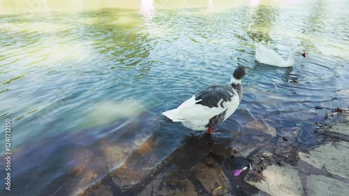 Two Geese by a Reflective Lakeside on a Sunny Day