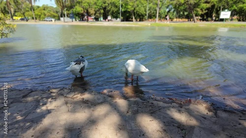 Charming Pair of Geese Enjoying a Calm Lakeside Moment