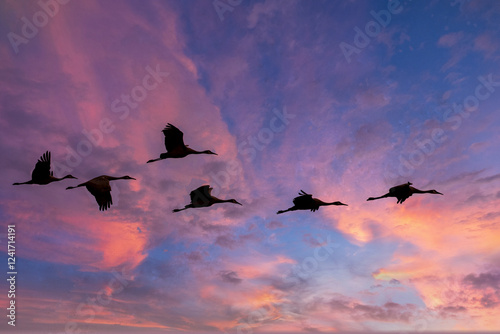 USA, New Mexico. Bosque Del Apache National Wildlife Refuge, sandhill crane silhouetted and in flight