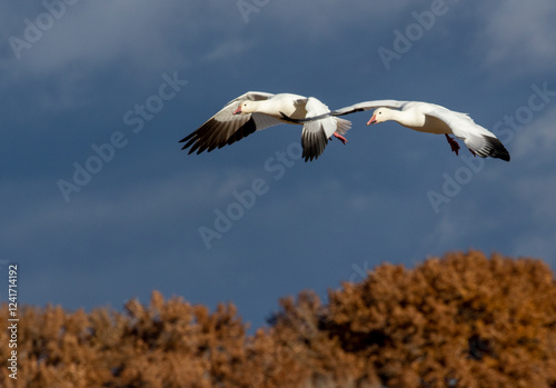 USA, New Mexico. Bosque Del Apache National Wildlife Refuge, snow geese flying.