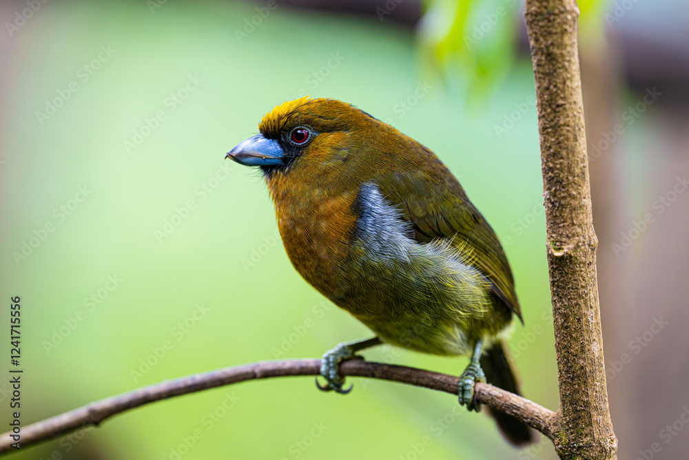 Obraz premium Semnornis frantzii, The prong-billed barbet, native to humid forest of Costa Rica and western Panama
