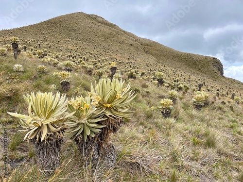  Paramo ecosystem in Los Nevados National Park, Andes Mountains, Colombia.