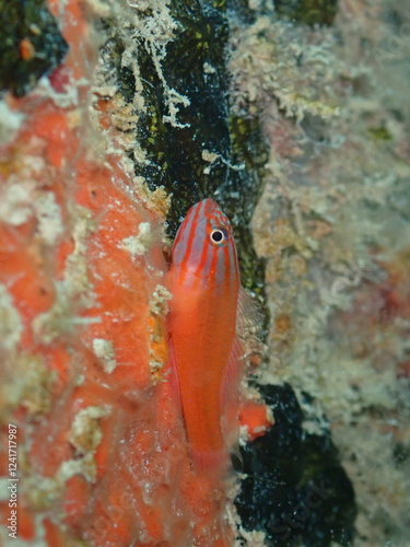 Scuba diving at Andaman island havelock photo