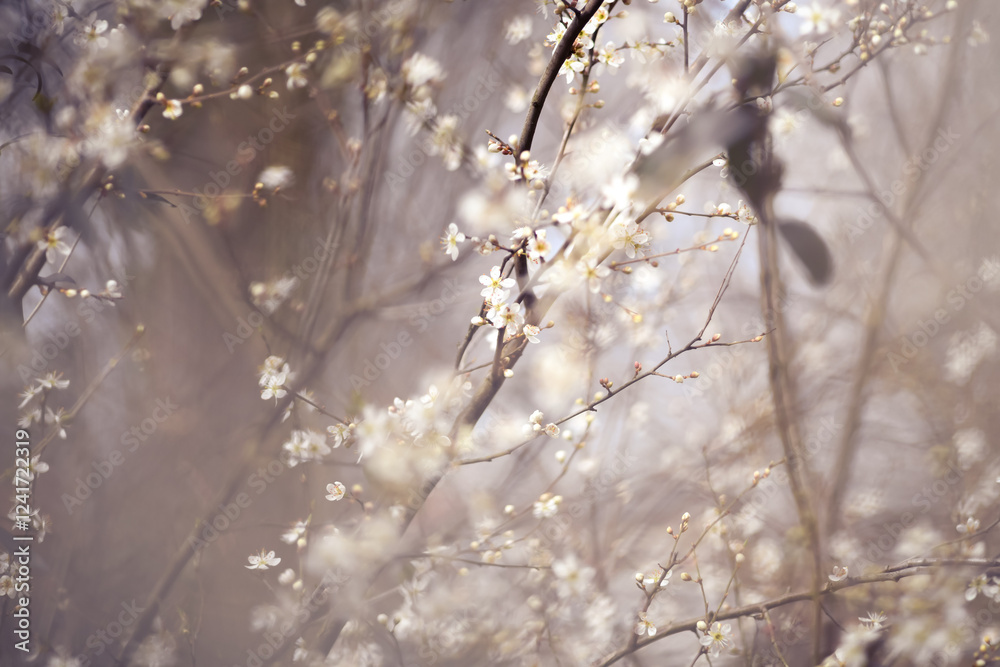 Cherry_blossom_2025