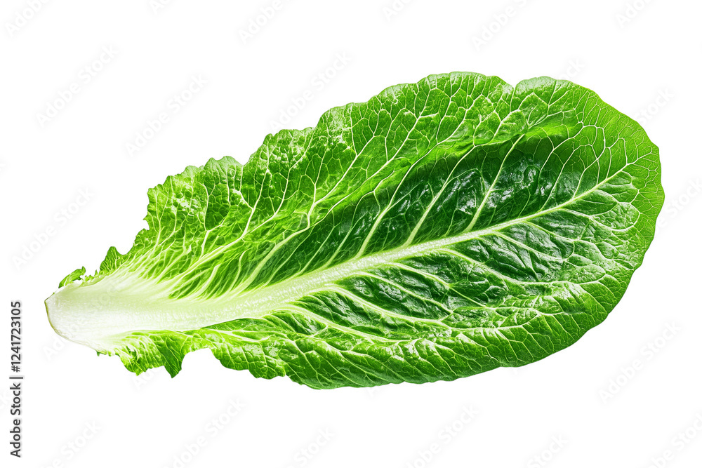 A single fresh green lettuce leaf, isolated on a transparent background A single fresh green lettuce leaf, isolated on a transparent background