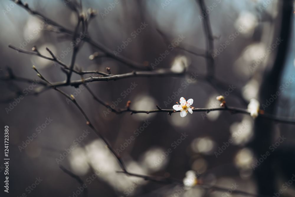 Cherry blossom art photography, idea of a springtime. First spring blooms Cherry blossom art photography, idea of a springtime. First spring blooms