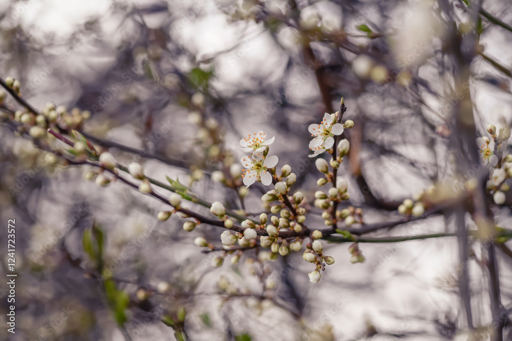 Cherry blossom art photography, idea of a springtime. First spring blooms Cherry blossom art photography, idea of a springtime. First spring blooms
