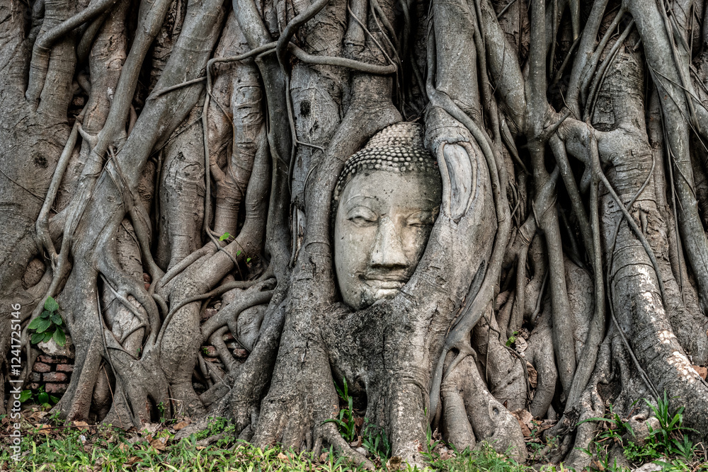 Ancient Buddha head entwined in banyan tree roots, culture Ancient Buddha head entwined in banyan tree roots, culture