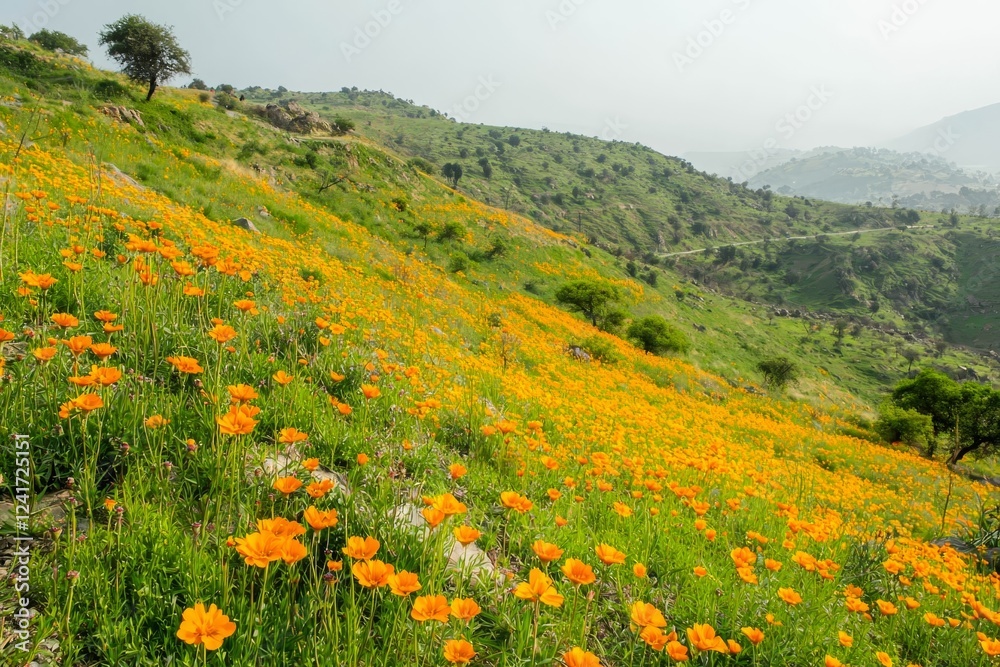 Fototapeta premium Guransh Laali flowers cover the lower hillsides.