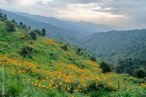 Guransh Laali flowers cover the lower hillsides. photo