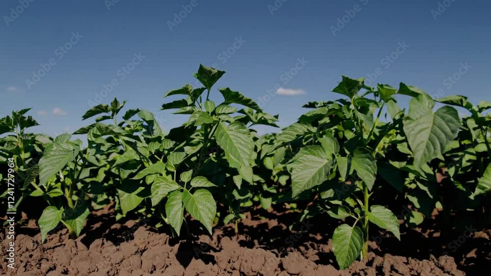 close-up of a thriving potato field bathed in warm daylight. close-up of a thriving potato field bathed in warm daylight.