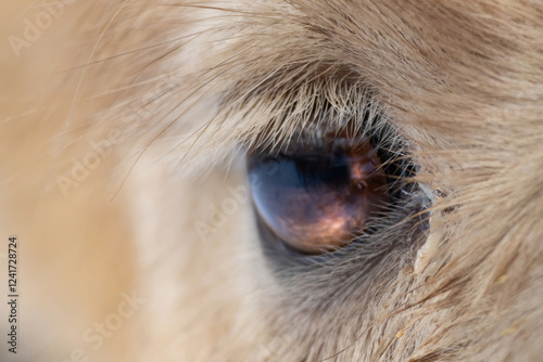 Close-up camel eye.