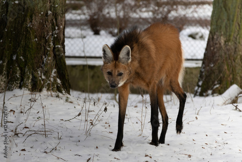 Maned wolf (Chrysocyon brachyurus). photo