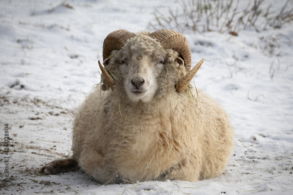 Naklejka premium sheep with horns resting on snow