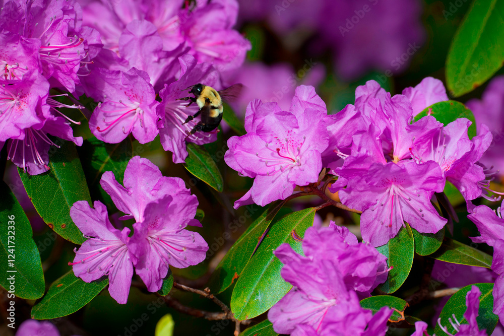 USA, Minnesota, Mendota Heights. Mohican Lane, rhododendrons and bumble bee USA, Minnesota, Mendota Heights. Mohican Lane, rhododendrons and bumble bee