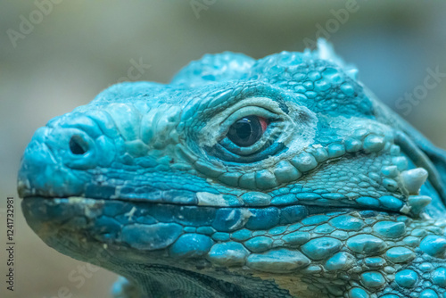 USA, New Mexico, Albuquerque Biopark. Grand Cayman blue iguana captive close-up. photo