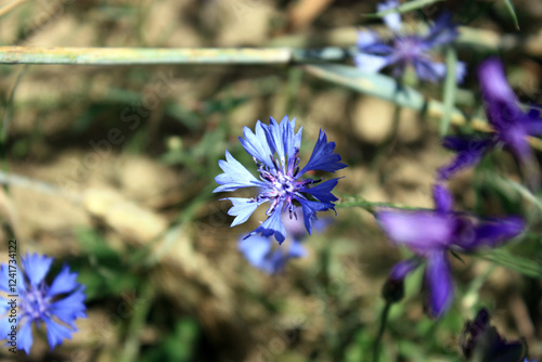 Field flower cornflower resembles the color of clean lake water. Bluebottle common centaury