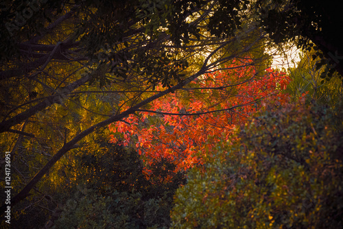 autumn in the forest