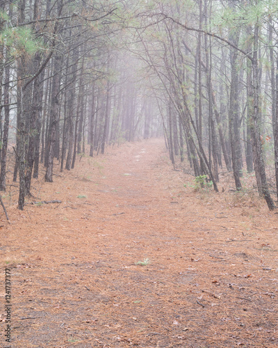 USA, New Jersey, Pine Barrens National Preserve. Trail through foggy forest scenic. photo