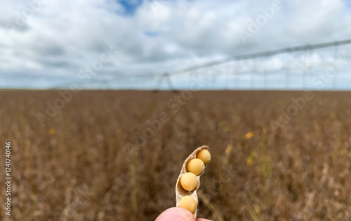 Soybeans cultivated in a no till system in Brazil.