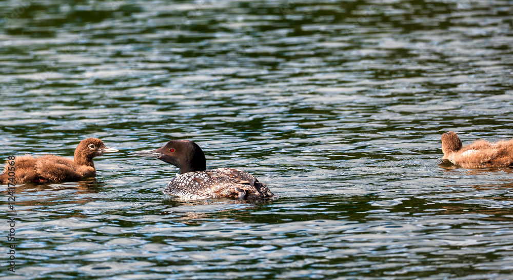 A beautiful Common Loon adult and two chicks on calm water of a Minnesota lake.