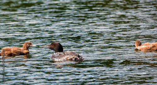 Obraz na płótnie A beautiful Common Loon adult and two chicks on calm water of a Minnesota lake. w salonie