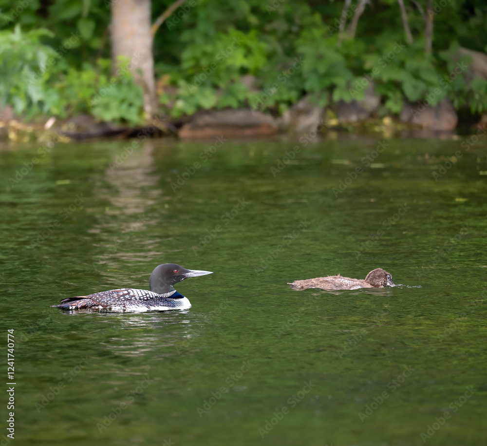A beautiful Common Loon adult and a chick with its head in the water, looking for food, near the shore of a Minnesota lake.