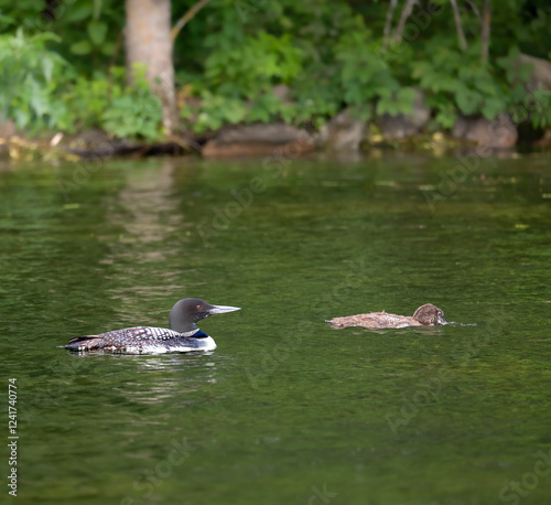 Obraz na płótnie A beautiful Common Loon adult and a chick with its head in the water, looking for food, near the shore of a Minnesota lake. w salonie