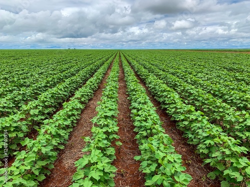 Row crops growing in the field.