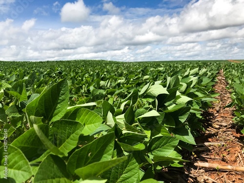 Soybeans cultivated in brazil.