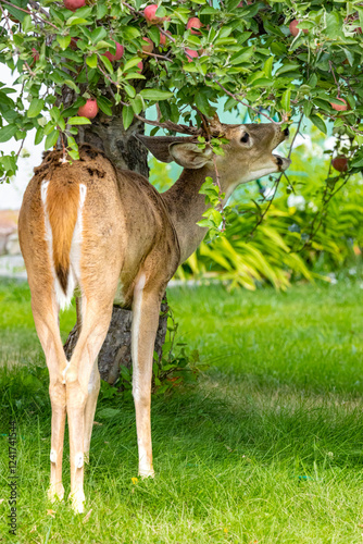 USA, Montana, Missoula. White-tailed deer male eating apples in urban neighborhood.