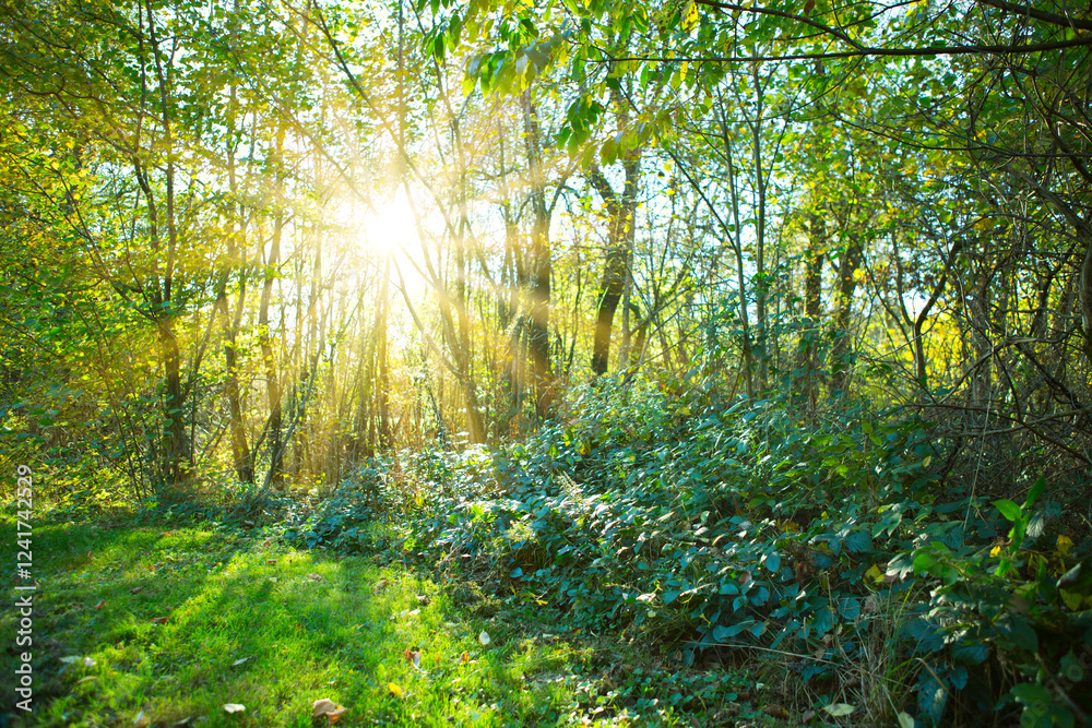Obraz premium Summer forest with bright sun shining through the trees.