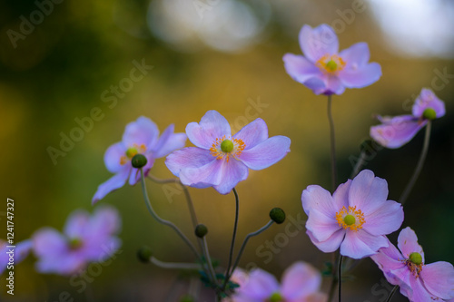 Obraz na płótnie Anemone hupehensis praecox pink petal simplicity flowering plant, windflowers flowering plants in the garden w salonie