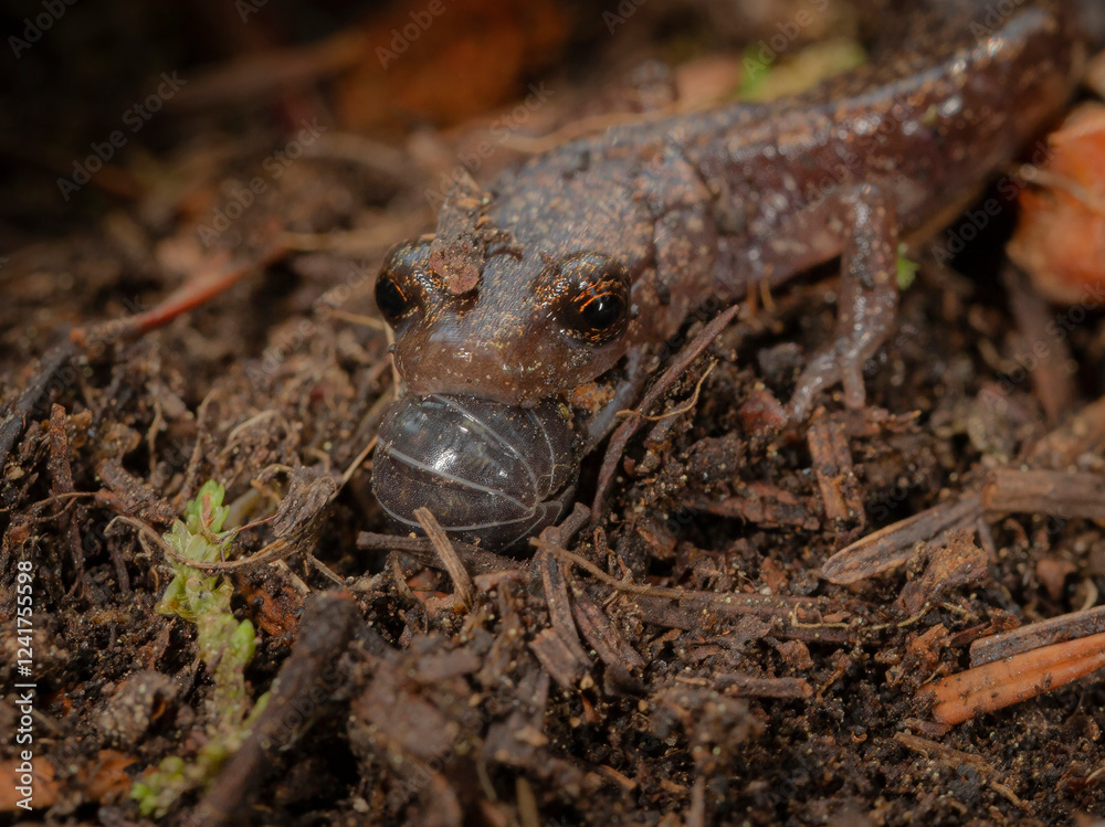 Naklejka premium Sacramento Mountain Salamander with roly- poly or pill bug in mouth, Aneides hardii, White Mountain Wilderness, New Mexico