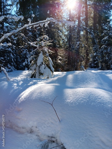 Tief verschneiter Wald mit Wintersonne, Waldspaziergang, Winterwanderung photo