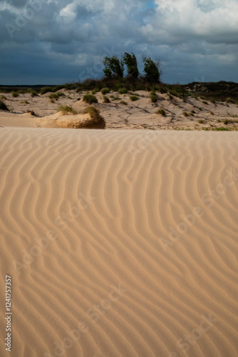 Fototapeta Naklejka Na Ścianę i Meble -  USA, Texas, Kenedy County. Laguna Madre, sand dune