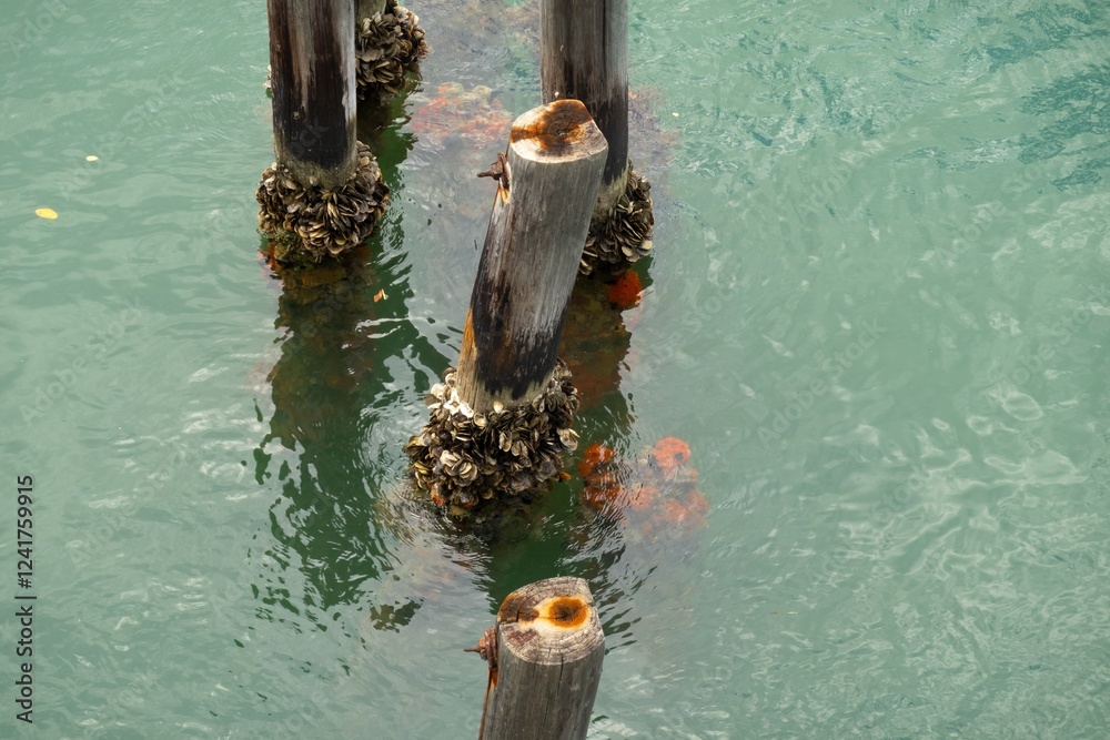 Mussels on wooden beams in Caribbean, orange tunicates in water
