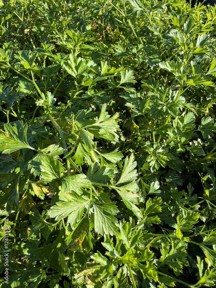Garden parsley (petroselinum crispum) green plant