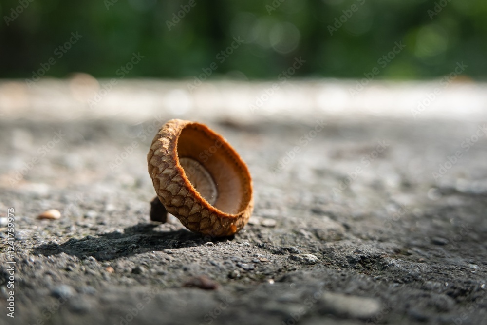 Acorn cap lying on the ground with blurred background, autumn