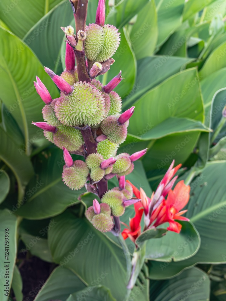 Edible canna (canna indica) red plant with fruit