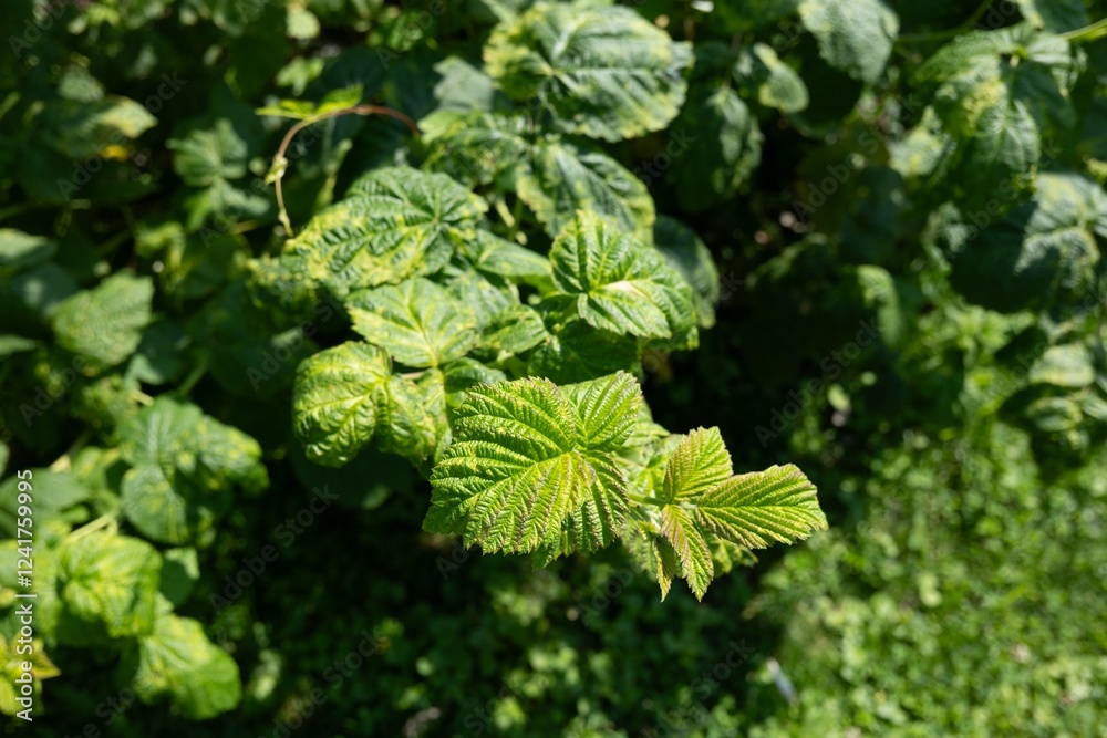 Raspberry (rubus idaeus) plant leaves with blight disease and bokeh