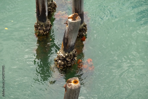 Obraz na płótnie Mussels on wooden beams in Caribbean, orange tunicates in water w salonie