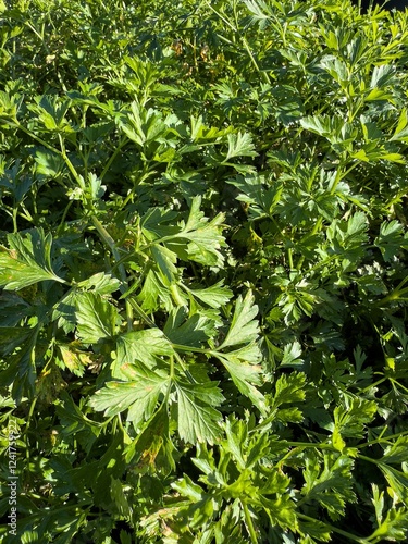 Obraz na płótnie Garden parsley (petroselinum crispum) green plant w salonie