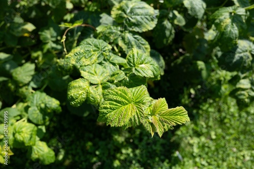 Obraz na płótnie Raspberry (rubus idaeus) plant leaves with blight disease and bokeh w salonie