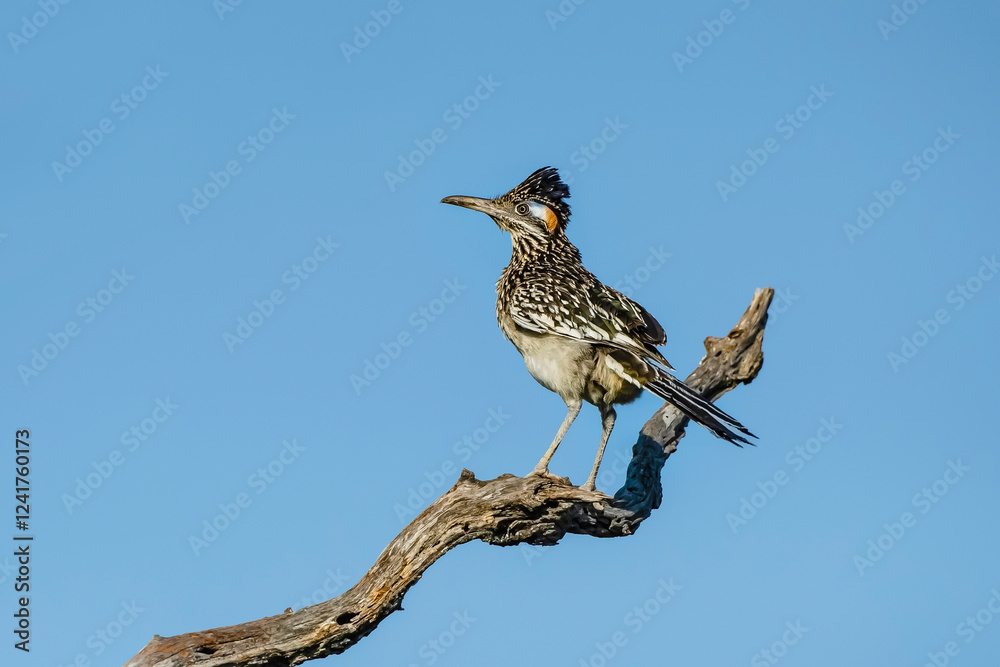 USA, Texas, Starr County. Santa Clara Ranch, greater roadrunner alert USA, Texas, Starr County. Santa Clara Ranch, greater roadrunner alert