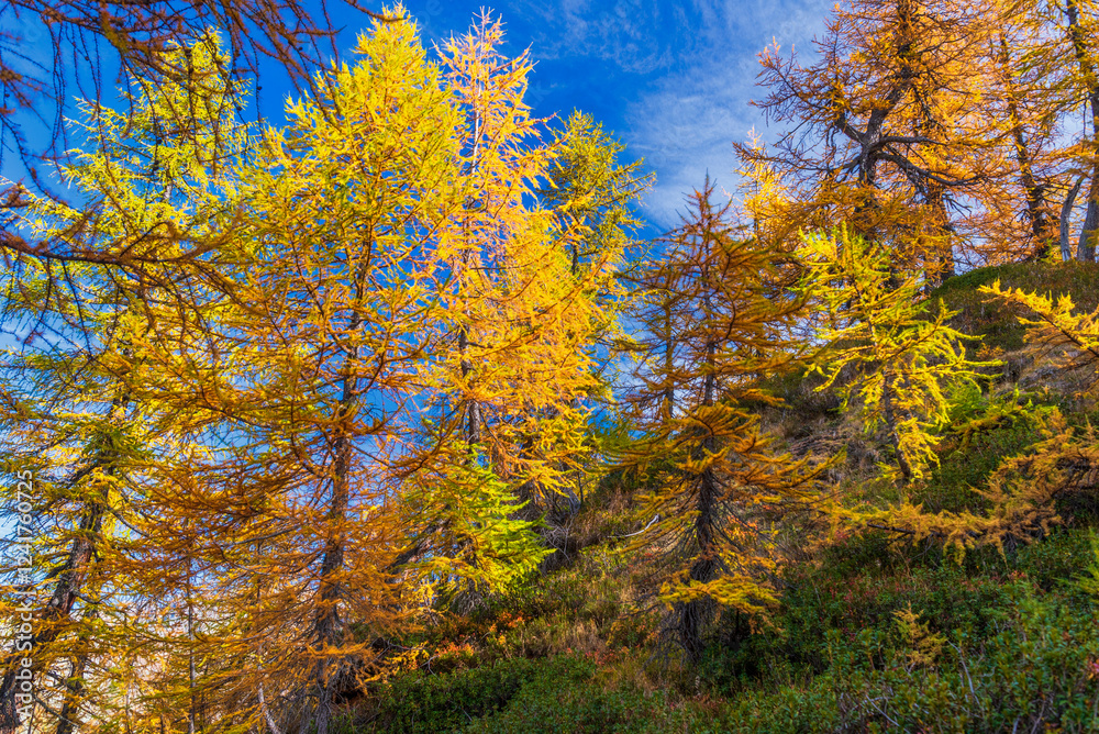  autumnal mountain landscape inside the Alpe Devero, Val D'Ossola, Verbania, Italia
