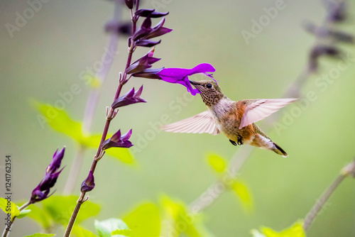 Wallpaper Mural USA, Texas, Jeff Davis County. Davis Mountains, broad-tailed hummingbird feeding Torontodigital.ca